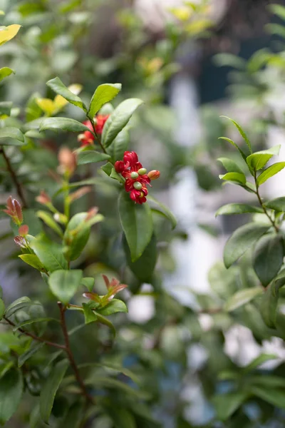 Close Ochna Kirkii Mickey Mouse Plant —  Fotos de Stock