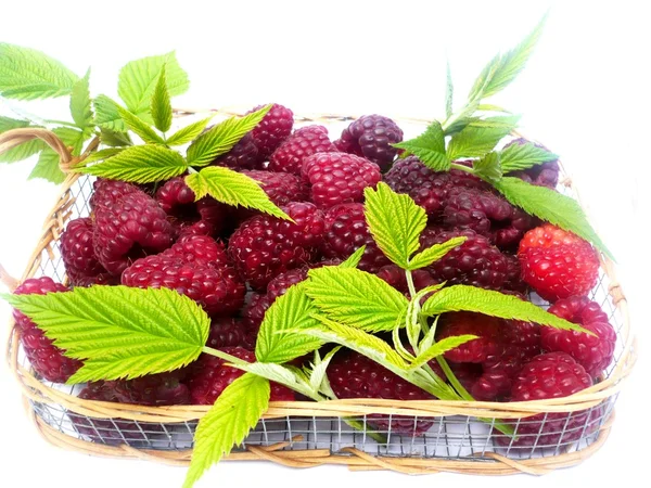 Korb mit Himbeeren — Stockfoto