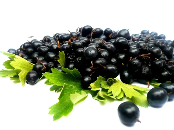 Jostaberry fruit — Stock Photo, Image