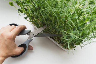 Pencere kenarında makasla mikro yeşillikler kesiliyor.