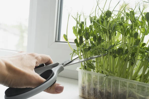 Pencere kenarında makasla mikro yeşillikler kesiliyor.