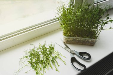 Pencere pervazında makasla mikro yeşillikler kesiliyor, yukarıdan görüş, kapat. Sağlıklı organik ekolojik gıda. 