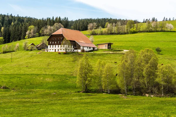 Titisee Neustadt Baden Wuerttemberg Deutschland May 2021 Traditional Black Forest —  Fotos de Stock