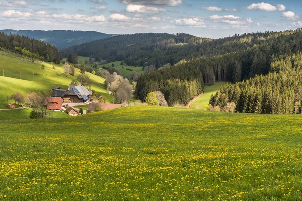 Landscape Black Forest Traditional Farm House Blooming Flower Meadow Jostal — Stock Fotó