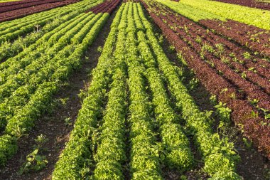 Reichenau Adası, Constance Gölü, Baden-Wuerttemberg, Almanya 'da çeşitli tarımsal tarlalarda çeşitli kırmızı ve yeşil marul bitkileri.