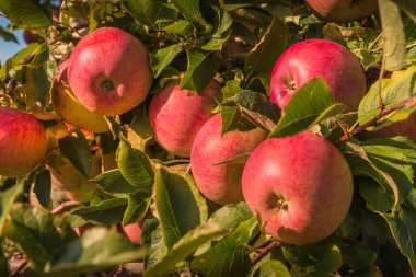Ağaçta asılı kırmızı elmalar Hasat için hazır, Hagnau, Constance Gölü, Baden-Wuerttemberg, Almanya