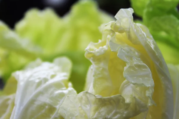 Close-up of iceberg lettuce — Stock Photo, Image