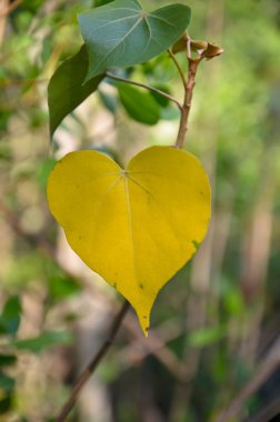 Sarı renk sevgi şekil leaf.jpg