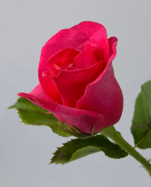 Beautiful rose isolated on white background — Stock Photo, Image