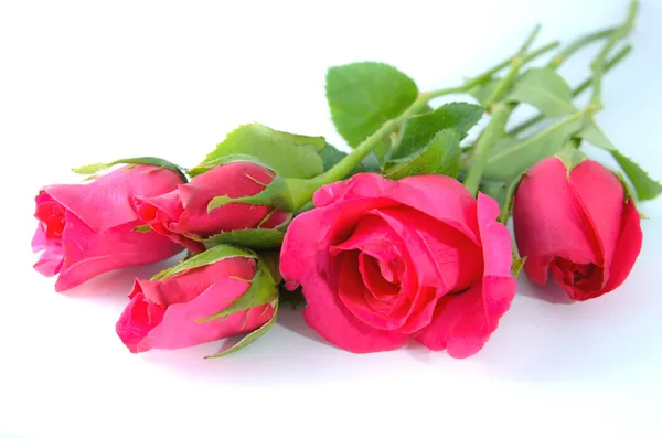 Mooie roos geïsoleerd op witte achtergrond — Stockfoto
