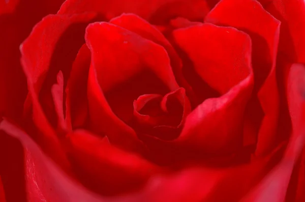 Piękne zbliżenie czerwony róża — Zdjęcie stockowe