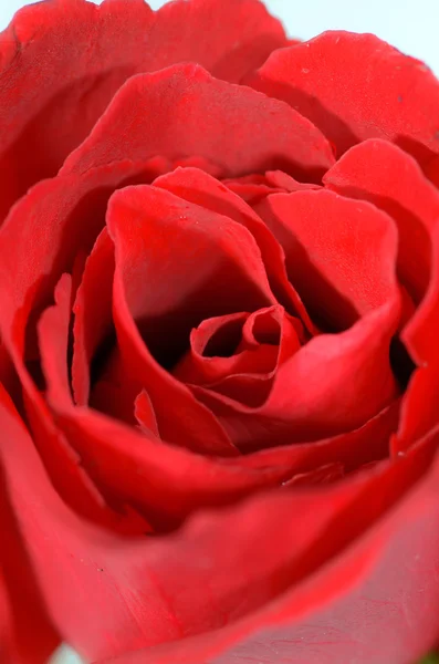 Hermosa rosa roja de cerca — Foto de Stock