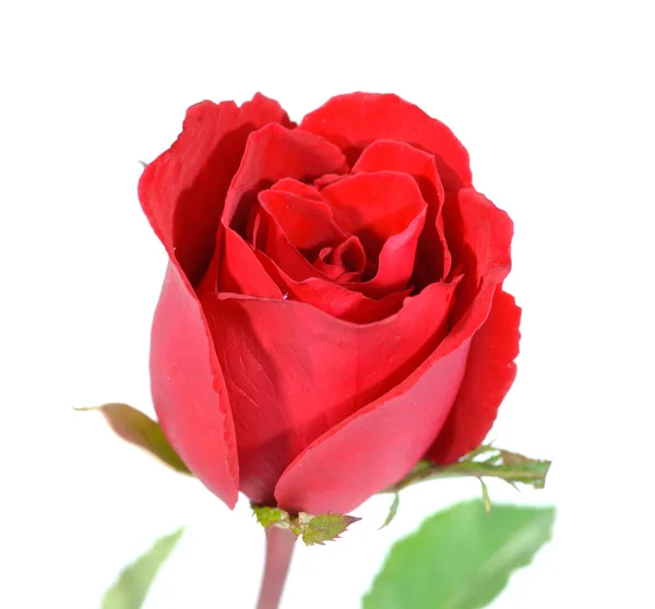 Beautiful rose isolated on white background Stock Picture