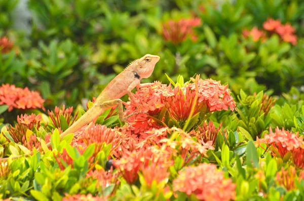 Brązowy tajski jaszczurka na czerwony kwiat — Zdjęcie stockowe