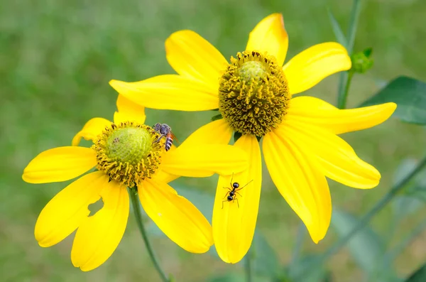 Yellow flower with ant and bee — Stock Photo, Image