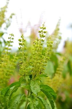 kırmızı kutsal fesleğen veya fesleğen