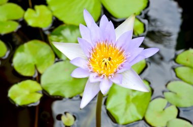 Beyaz lotus Pond çiçeklenme