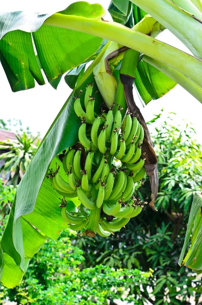 Зеленый банан висит на дереве — стоковое фото