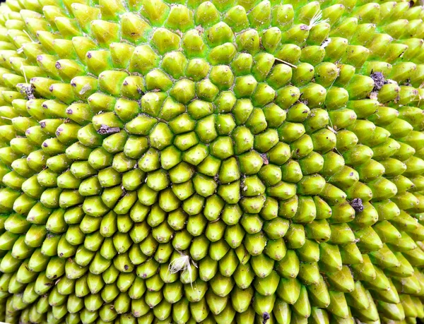 Jack fruit Texture — Stock Photo, Image