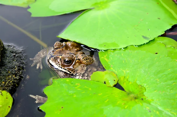 Brown toad in a lily pond — Stock Photo, Image
