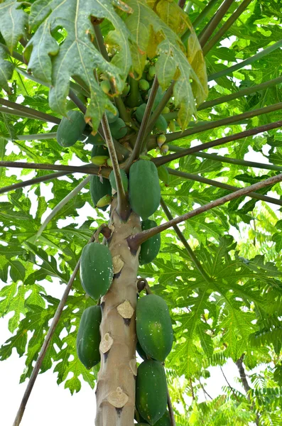 Папайя дерево с кучей фруктов — стоковое фото