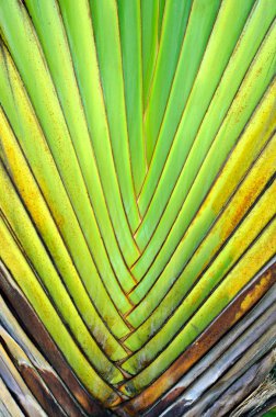 arka plan dokusu desenini muz gibi esiyor