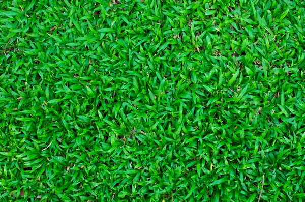 Green grass field background — Stock Photo, Image