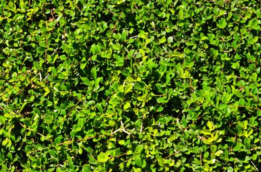 yeşil yapraklar arkaplan