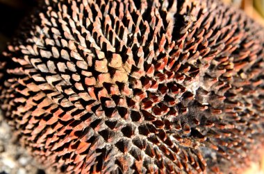 çürük jack meyve doku