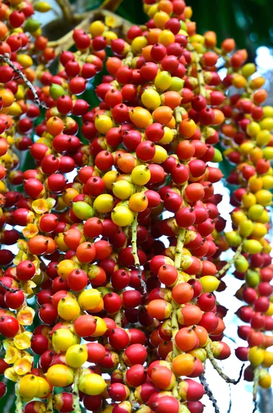 Спелые бетель орех или орех пальмы на дереве — стоковое фото