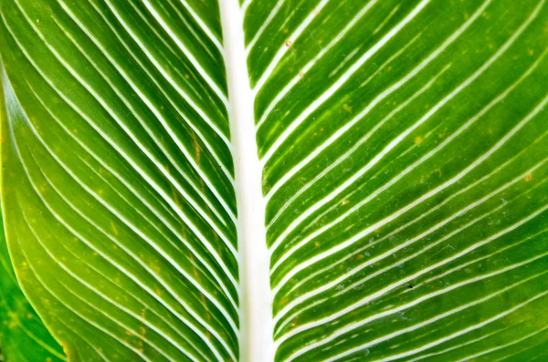 Gröna blad bakgrund — Stockfoto