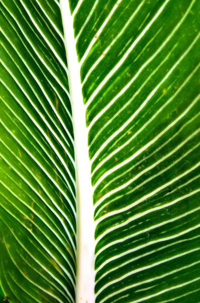 Gröna blad bakgrund — Stockfoto