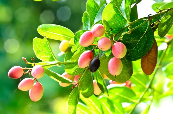 Crimson buah atau Koromcha di pohon . — Stok Foto