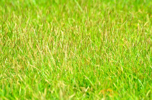 Green grass field background — Stock Photo, Image