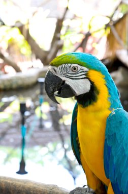 Beyaz arkaplanda Macaw Papağanı izole 