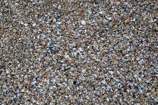 Natural sand and shells background — Stock Photo, Image