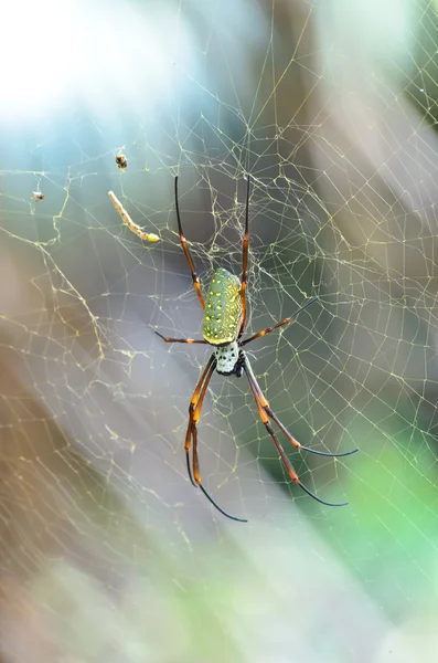 Жіночий гігантських Золотий orb Уівер павук — стокове фото