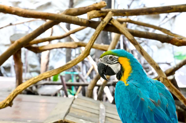 Macaw papagáj izolált fehér alapon — Stock Fotó