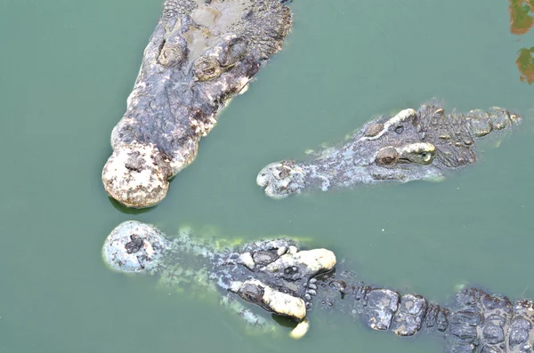 Crocodile in water — Stock Photo, Image