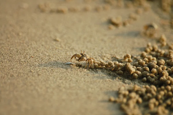 Cangrejo fantasma en la playa — Foto de Stock