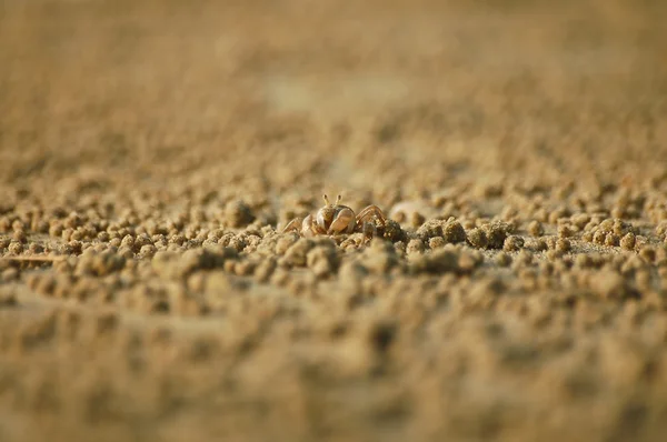 Ghost crab  on the beach — Stock Photo, Image