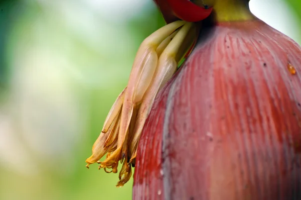 Банановый цветок — стоковое фото