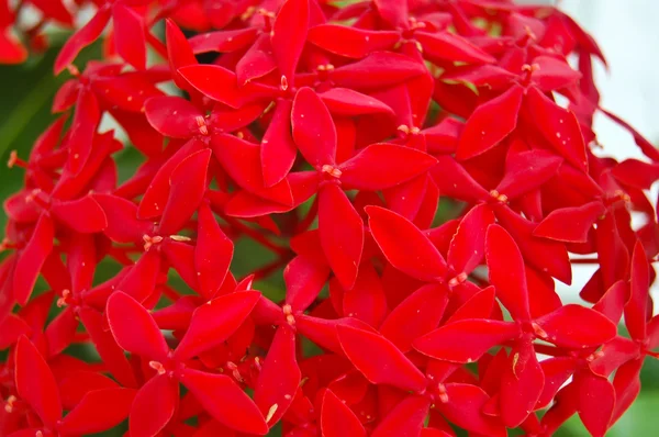 Czerwony Zachód Indyjski jaśmin kwiat lub ixora lobbii głośno. — Zdjęcie stockowe
