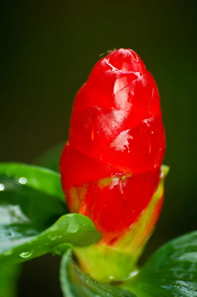 Red flower — Stock Photo, Image