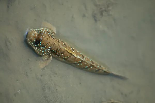 Mudskipper — Stock fotografie