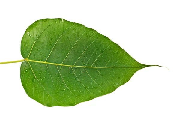 Bela folha verde isolada em branco — Fotografia de Stock