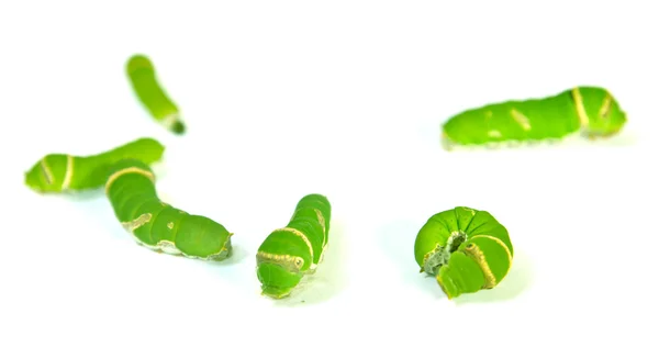Группа зеленых гусениц изолирована на белом — стоковое фото