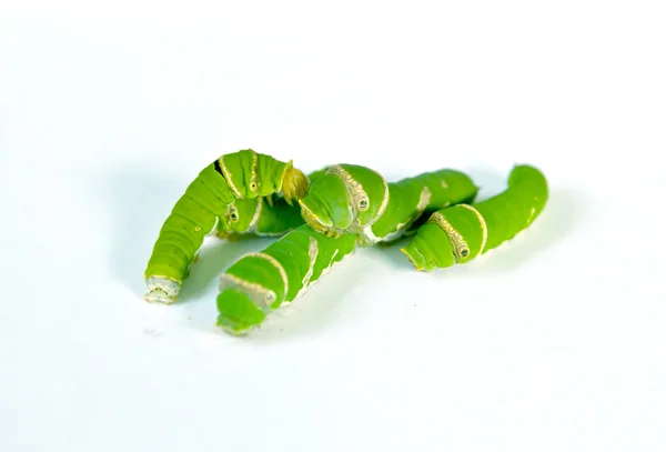 Grupo de lagarta verde isolado em branco — Fotografia de Stock
