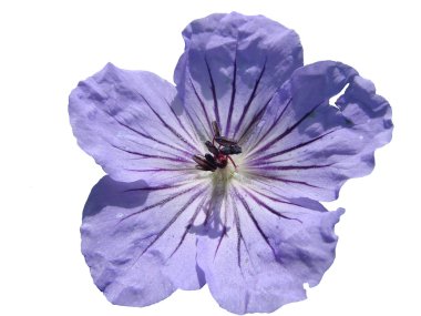 ada flowers urup