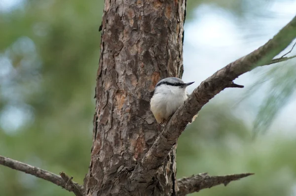 Birds — Stock Photo, Image